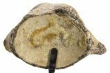 Fossil Mosasaur Vertebra w/ Metal Stand - Texas #316025-3